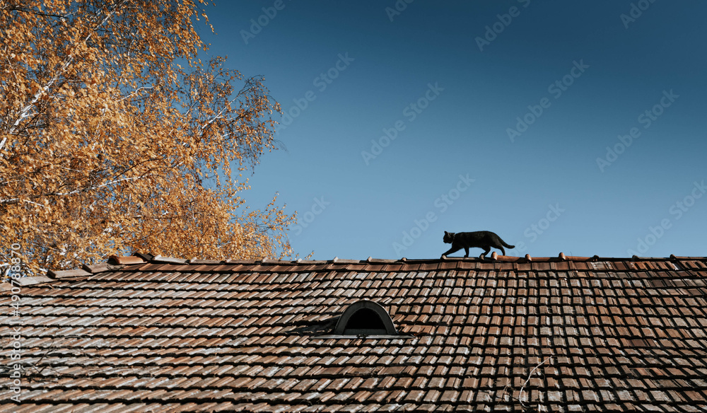 Sticker Photo of a cat walking on a roof near a dry tree and a clear sky