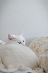 白の保護猫（a cute white rescued cat）