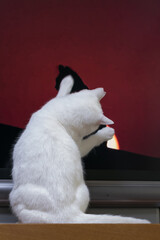 白の保護猫（a cute white rescued cat）