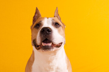 dog American Staffordshire Terrier tilted his head to one side on a yellow background