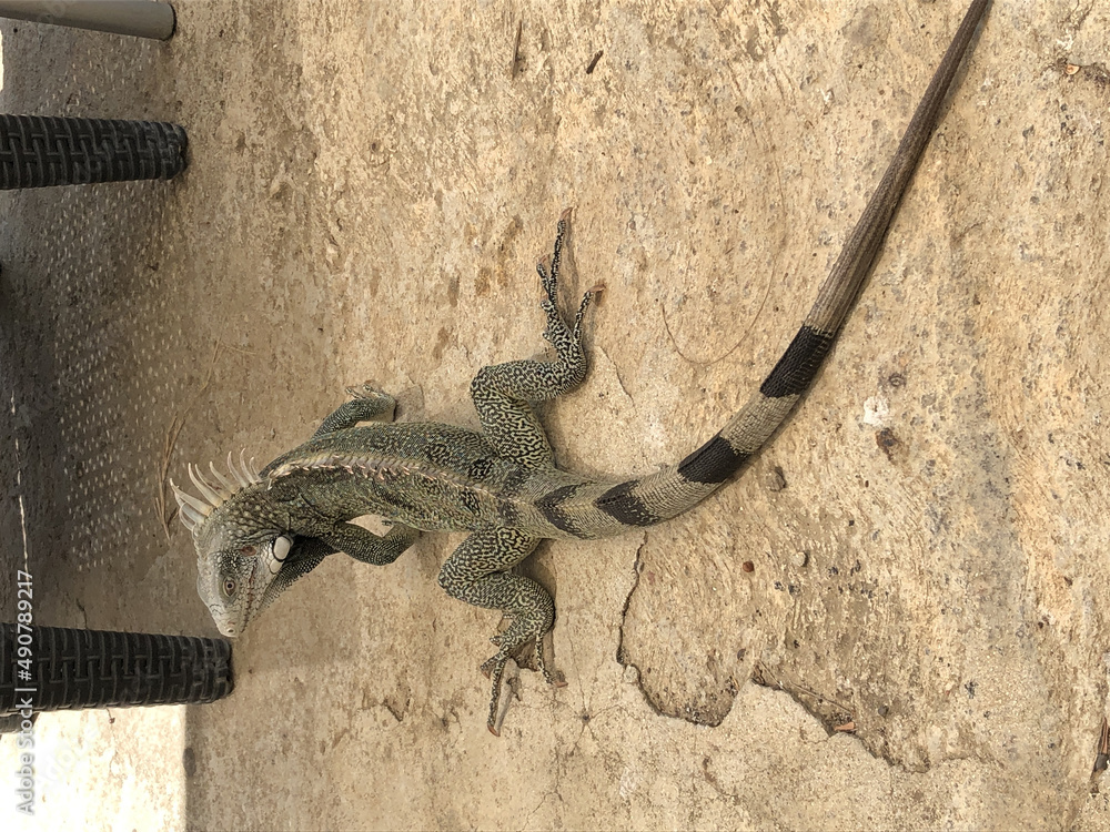 Poster Vertical shot of a lizard on the ground