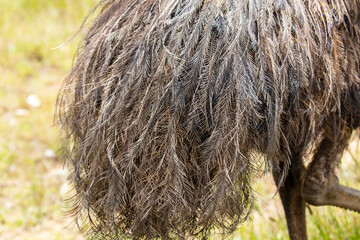 Photograph of the tail feathers of an Australian Emu in Australia.