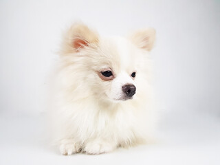a white fluffy Pomeranian on a light background is isolated. selective focus