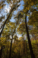 trees in a mixed forest during leaf fall
