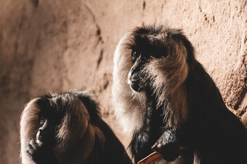 Closeup shot of two monkeys sitting together