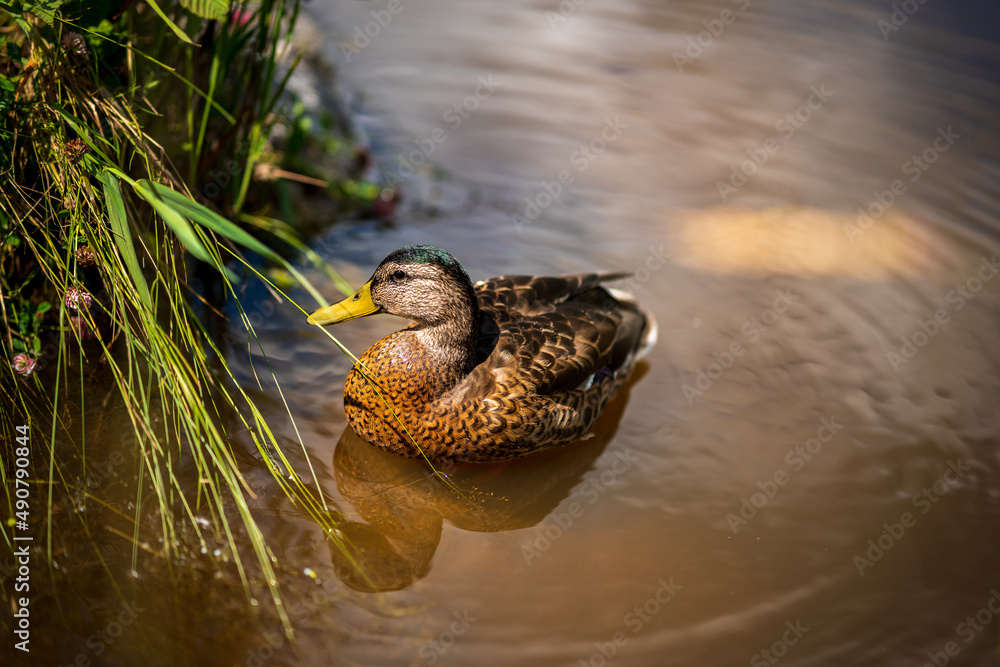 Wall mural closeup of the female mallard swimming in the lake. wild duck, anas platyrhynchos.