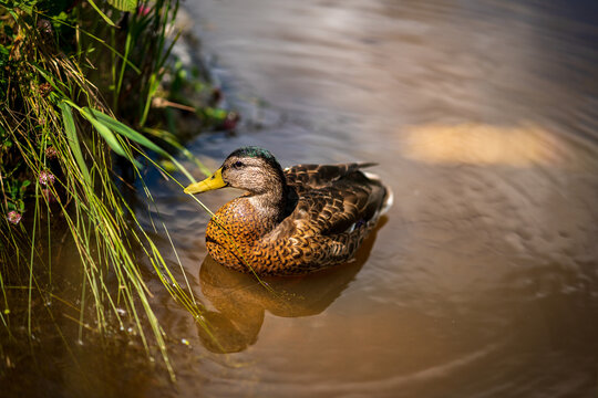 Closeup of the female mallard swimming in the lake. Wild duck, Anas platyrhynchos.