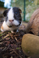 Vertical closeup portrait of a Guinea pig looking at the camera in a cage