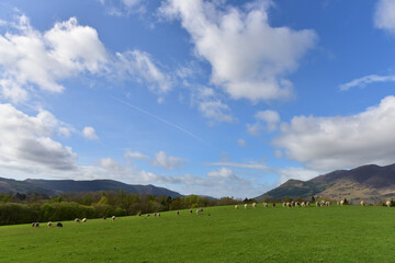 View of green field where cows graze near the forest and mountain range