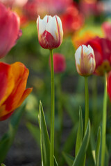 Beautiful colorful tulips at the tulip festival. Beauty of nature. Spring, youth, growth concept.	