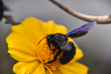 Selective focus shot of Carpenter bee sipping nectar from a yellow flower