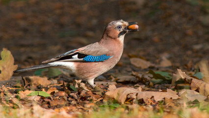 Close-up of a Eurasian jay perched on the ground with dry fallen leaves eating acorn © Александр Лазаренко/Wirestock