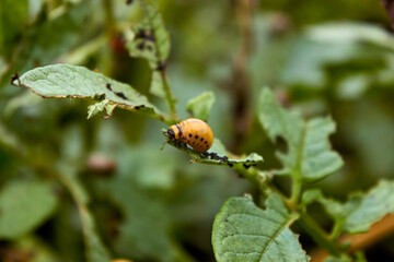 Eaten potato leaves by insects. Red larvae of Colorado potato beetles on a potato bush. Pests of agricultural crops and vegetables. Close-up view.