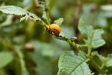 Pests of agricultural crops and vegetables. Red larvae of Colorado potato beetles on a potato bush. Eaten potato leaves by insects. Close-up view.