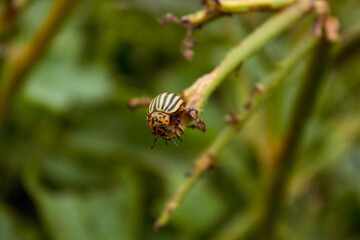 A Colorado potato beetle on a potato bush. Eaten potato stalk. Pests of agricultural crops and vegetables. A close-up view of an insect.