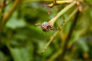 A Colorado potato beetle on a potato bush. Eaten potato stalk. A close-up view of an insect.  Pests of agricultural crops and vegetables. 