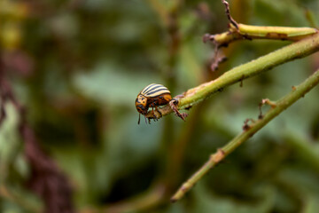 A Colorado potato beetle on a potato bush close-up. Eaten potato stalk. Pests of agricultural crops and vegetables. 