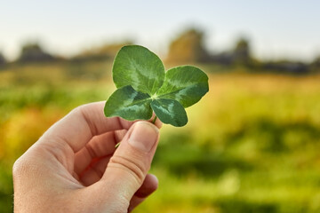A hand holds a happy four-leaf clover against the background of nature. Clover petals of different...