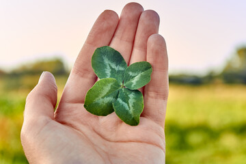 The concept of fortune and luck. A woman holds a rare lucky four-leaf clover in the palm of her hand against the background of nature. 