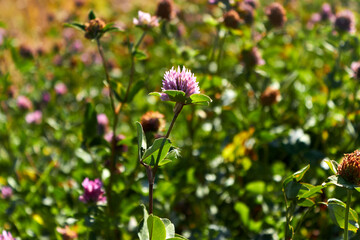 Inflorescence of pink clover close-up. A blooming wildflower. Selective focus in the foreground.