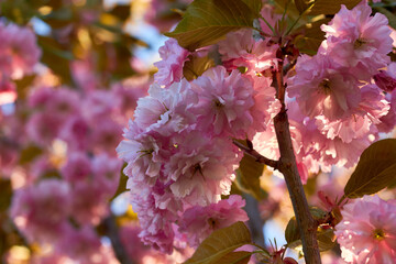 Bright colorful spring pink sakura flowers. Cherry blossoms on sunny day. Beauty of nature. Spring, youth, growth concept.
