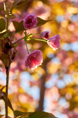 Bright colorful spring pink sakura flowers. Cherry blossoms on sunny day. Beauty of nature. Spring, youth, growth concept.

