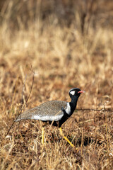Northern Black Korhaan, Kgalagadi Transfrontier Park