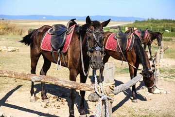 Horses with saddles tied to wooden poles on a hot summer day for the entertainment of tourists
