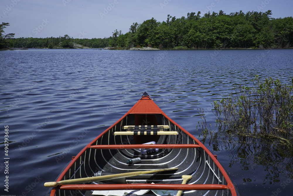 Poster beautiful view of a forest from a boat on a sunny day