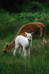 View of beautiful llamas in a greenfield on a sunny day