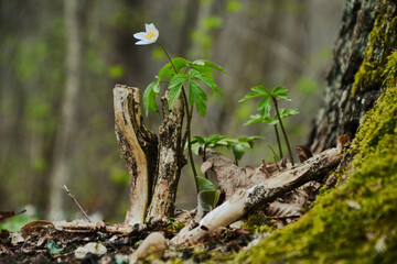 A growing flower in a coniferous forest on a hill next to a tree in moss and a stump