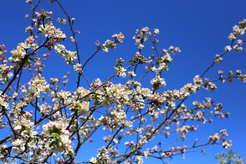 Blooming apple tree branches on a warm summer day against a clear blue sky
