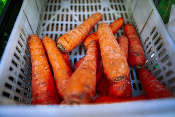 carrots in the market in lisbon portugal