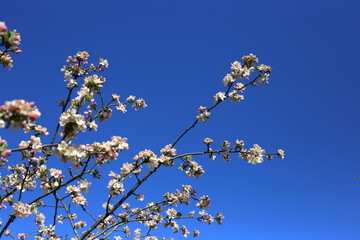 Blooming apple tree branches on a warm summer day against a clear blue sky