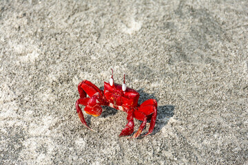 Red Rock Sea Fresh Water Crab on the Sandy Beach Sea Shore