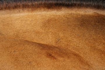 Close-up view of bay horse neck skin and black mane. Equine details texture background.
