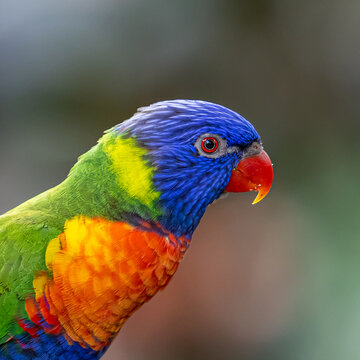 Rainbow lorikeet on a blurred background