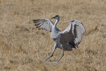 Migrating Greater Sandhill Cranes in Monte Vista, Colorado