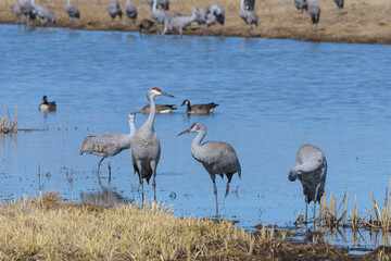 Migrating Greater Sandhill Cranes in Monte Vista, Colorado