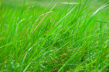 Green grass background. Selective focus with shallow depth of field.