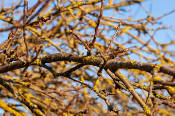 tree branches against the blue sky