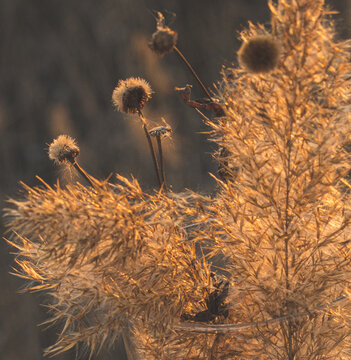 Dry fluffy grass in glass cup in Vacaresti Park Nature Reserve, Romania