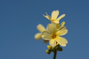 Close-up of a small yellow cowslip (Primula veris) blooming with its delicate petals against a blue sky