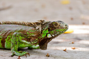 Obraz premium close -up green iguana on the ground, zoology, animal background