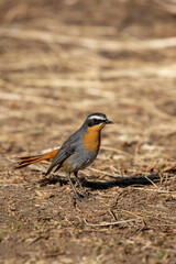 Cape Robin Chat, Kruger National Park