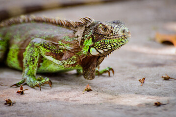 close -up green iguana on the ground, zoology, animal background