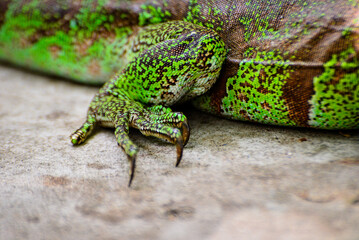 close-up  of the iguana's claw and skin, zoology, animal background