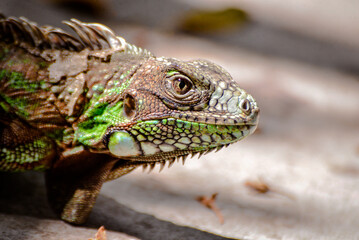 green iguana on the ground, zoology, animal background