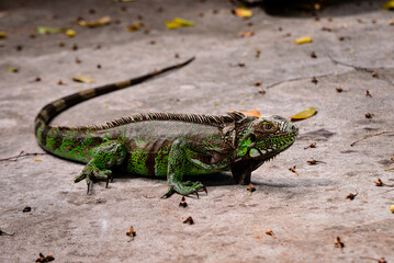 green iguana on the ground, wild life, zoology, animal background