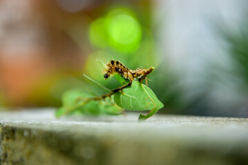 hairy caterpillar isolated on blurred background
